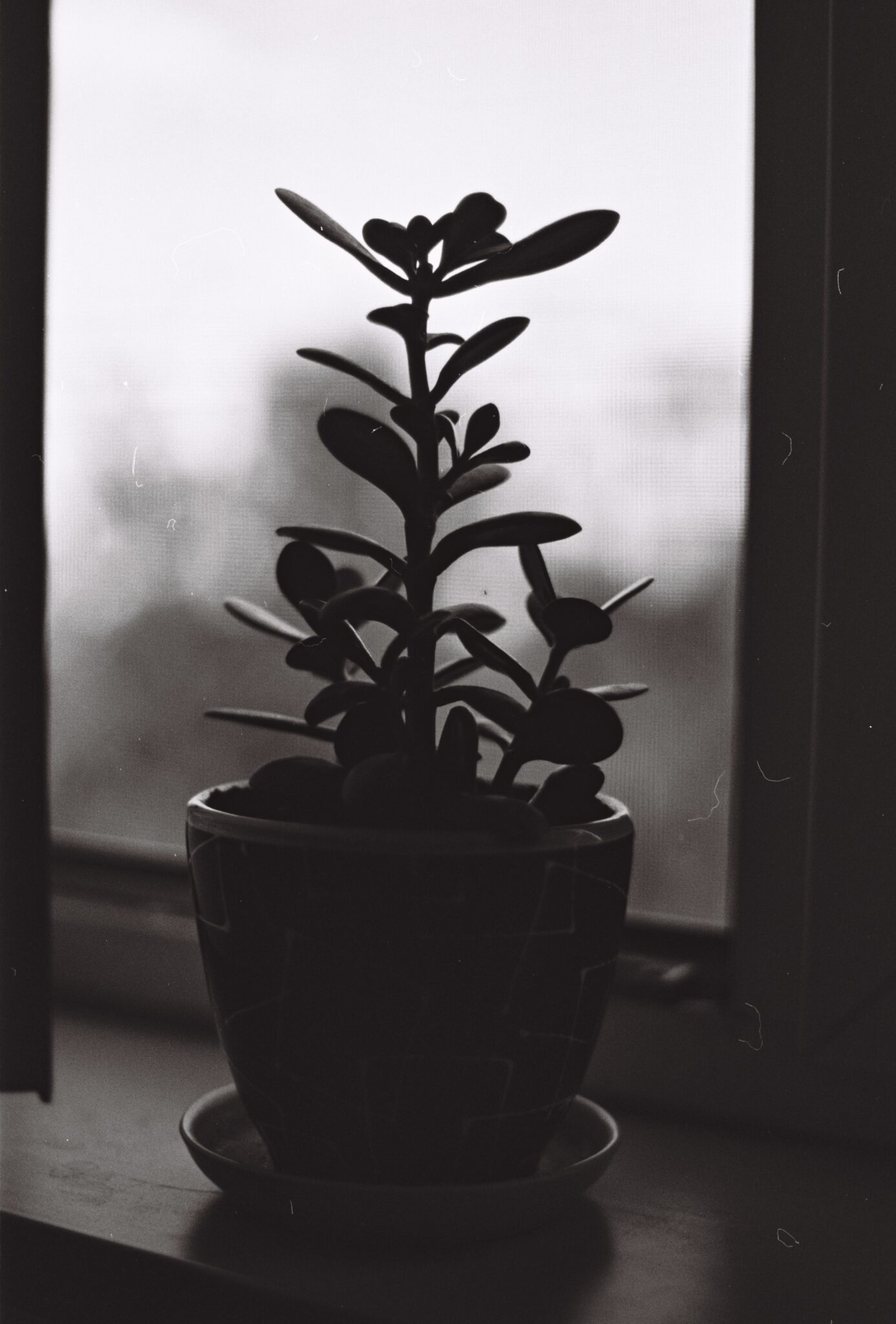 #16 Изопан 100