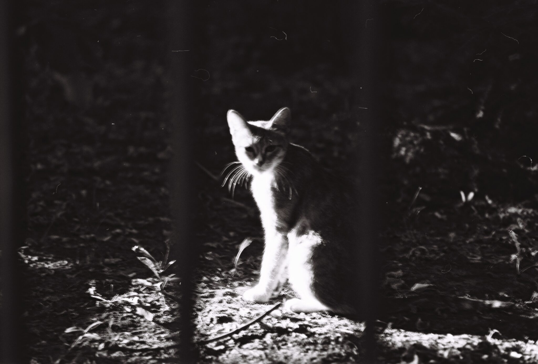 #16 Изопан 100