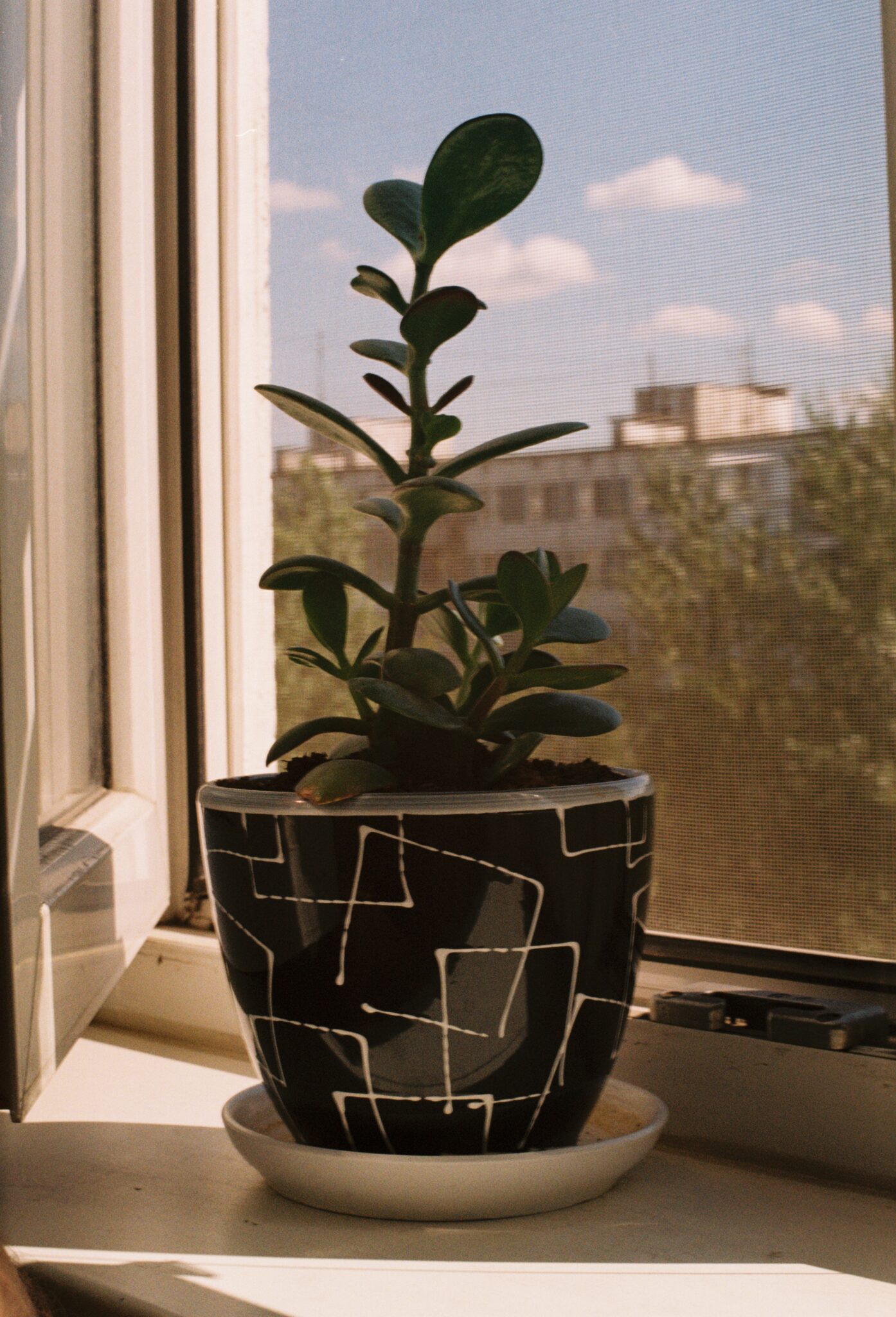 #11 Kodak PRO IMAGE 100