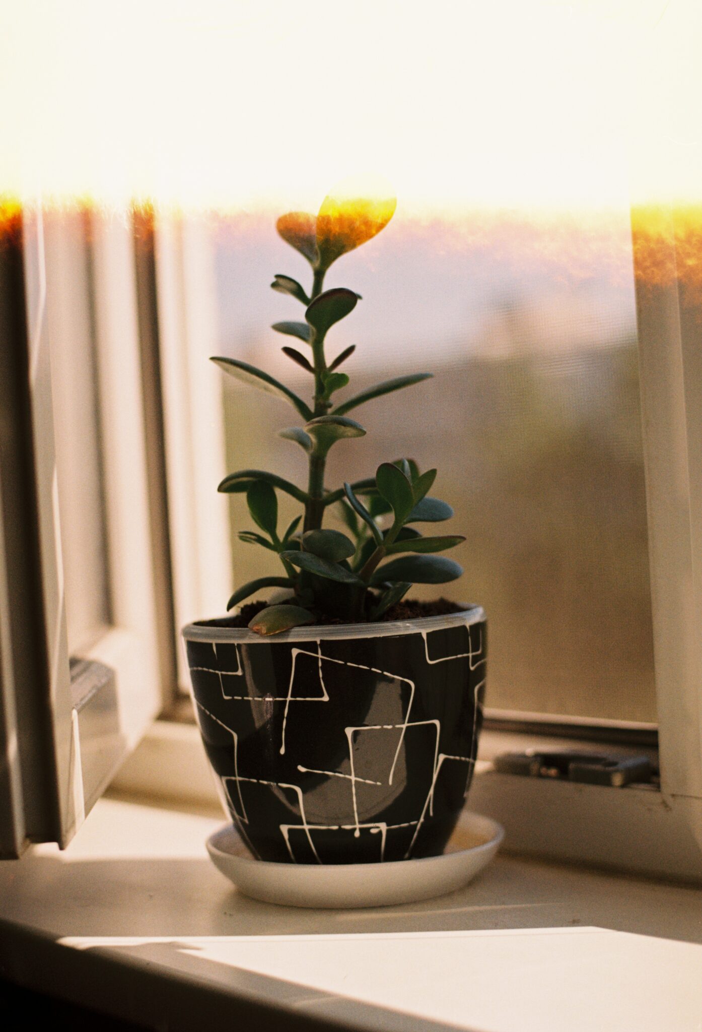 #11 Kodak PRO IMAGE 100