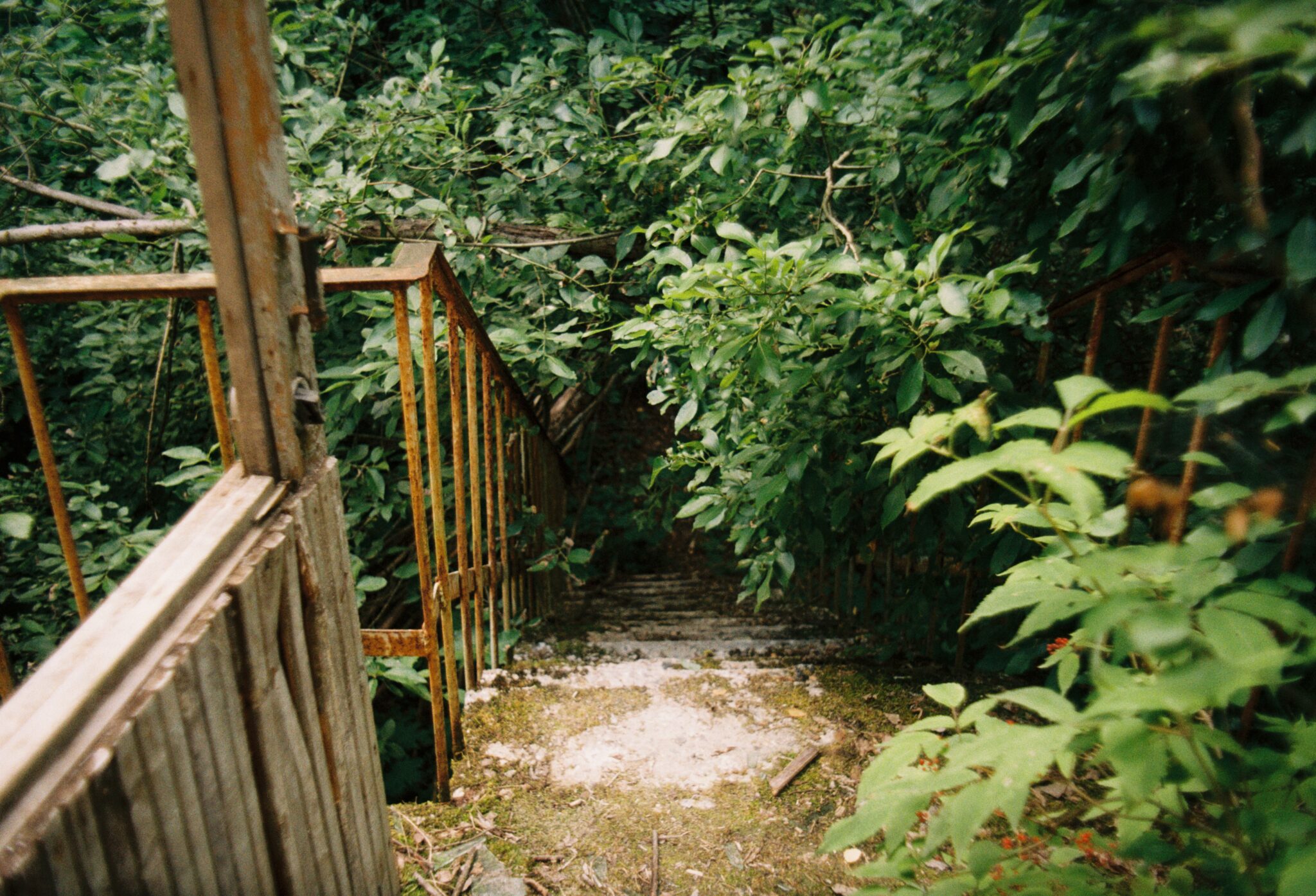 #11 Kodak PRO IMAGE 100