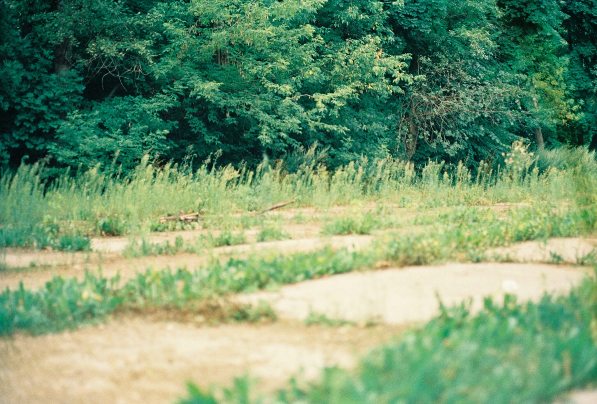 #13 Kodak Vision 3 500T